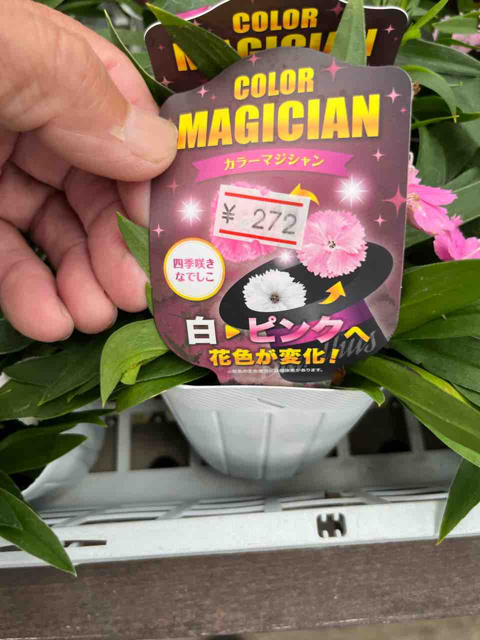 カラーマジシャン入荷 南坊園一宮市 : 南坊園のブログ
