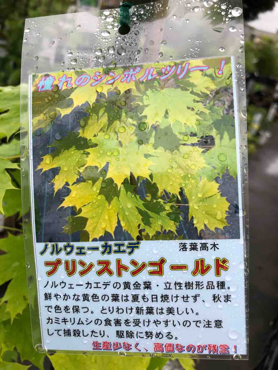 ノルウェーカエデ プリンストンゴールド入荷 南坊園一宮市 南坊園のブログ ノルウェーカエデ プリンストンゴールド入荷 南坊園一宮市 南坊園のブログ