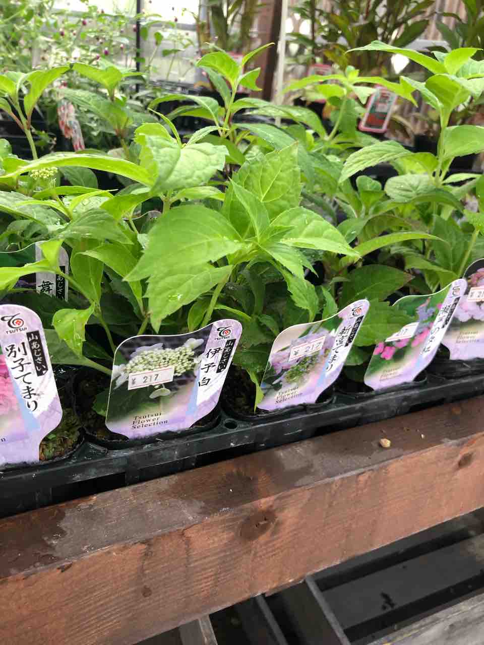 山紫陽花入荷 南坊園一宮市 南坊園のブログ