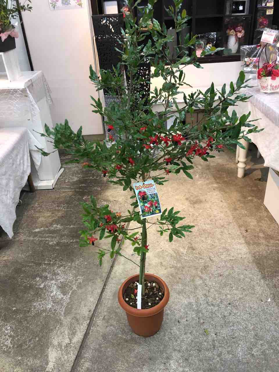ミッキーマウスツリー入荷 南坊園一宮市 南坊園のブログ