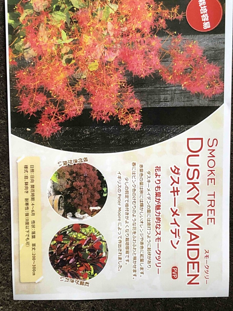 スモークツリー ダスキーメイデン 大株 スモークツリー ダスキー