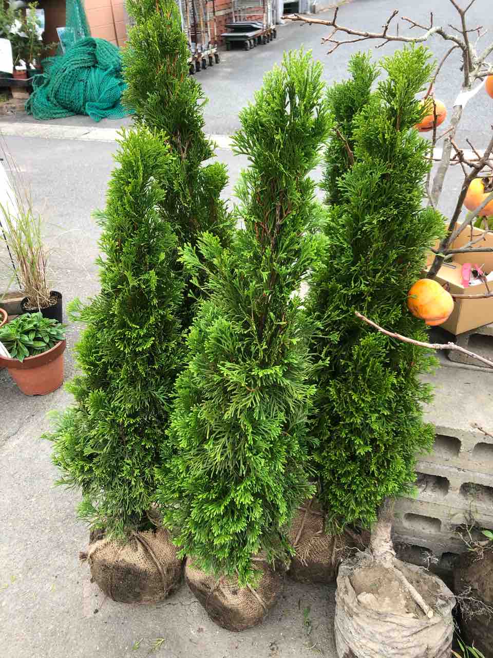 エメラルドグリーン入荷 南坊園一宮市 南坊園のブログ エメラルドグリーン入荷 南坊園一宮市 南坊園のブログ