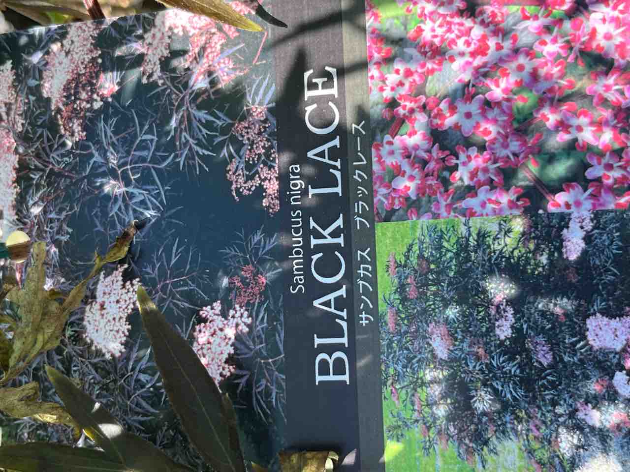 サンブスカスブラックレース入荷 南坊園一宮市 : 南坊園のブログ サンブスカスブラックレース入荷 南坊園一宮市 : 南坊園のブログ