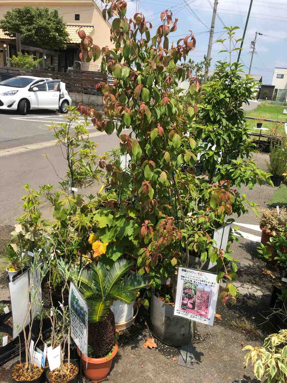 常緑ヤマボウシ リトルルビー入荷 南坊一宮市 南坊園のブログ