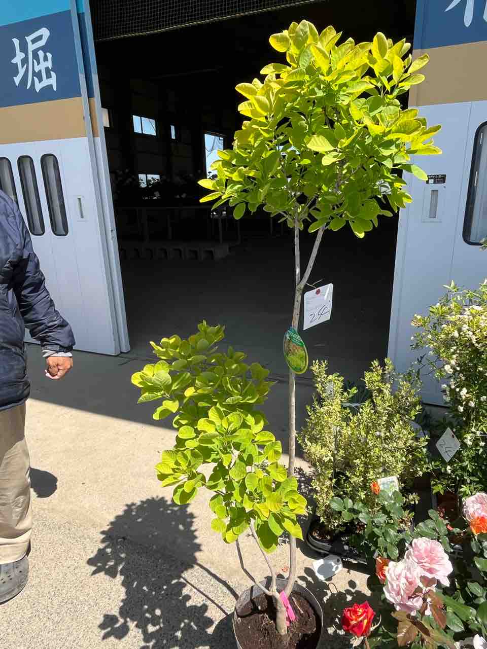 選べる現品】スモークツリー ゴールデンスピリット 鉢植え