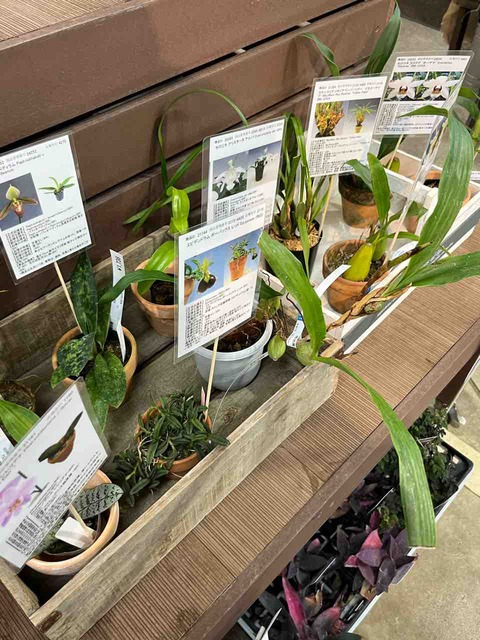 洋蘭ミニ苗色々入荷 南坊園一宮市 : 南坊園のブログ