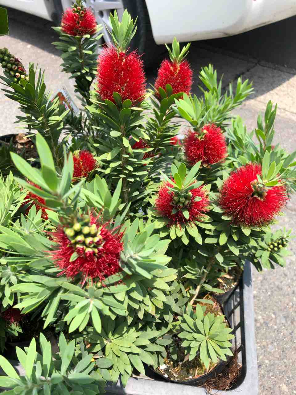現品】矮性 キンポウジュ・カリステモン・リトルジョン Callistemon