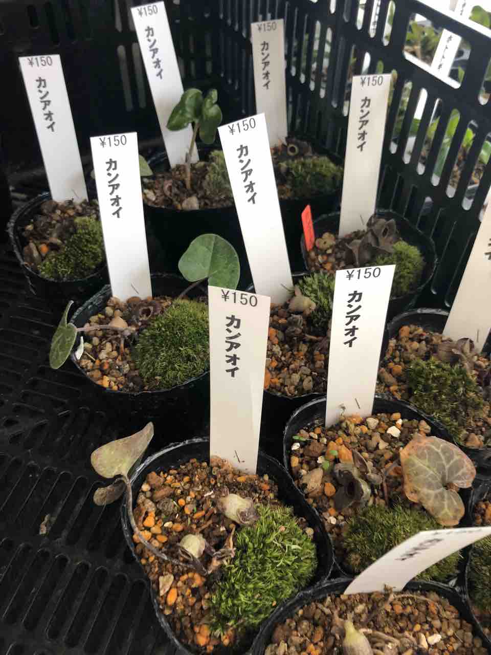 キンチャクカンアオイ 入荷 南坊園 一宮市 : 南坊園のブログ