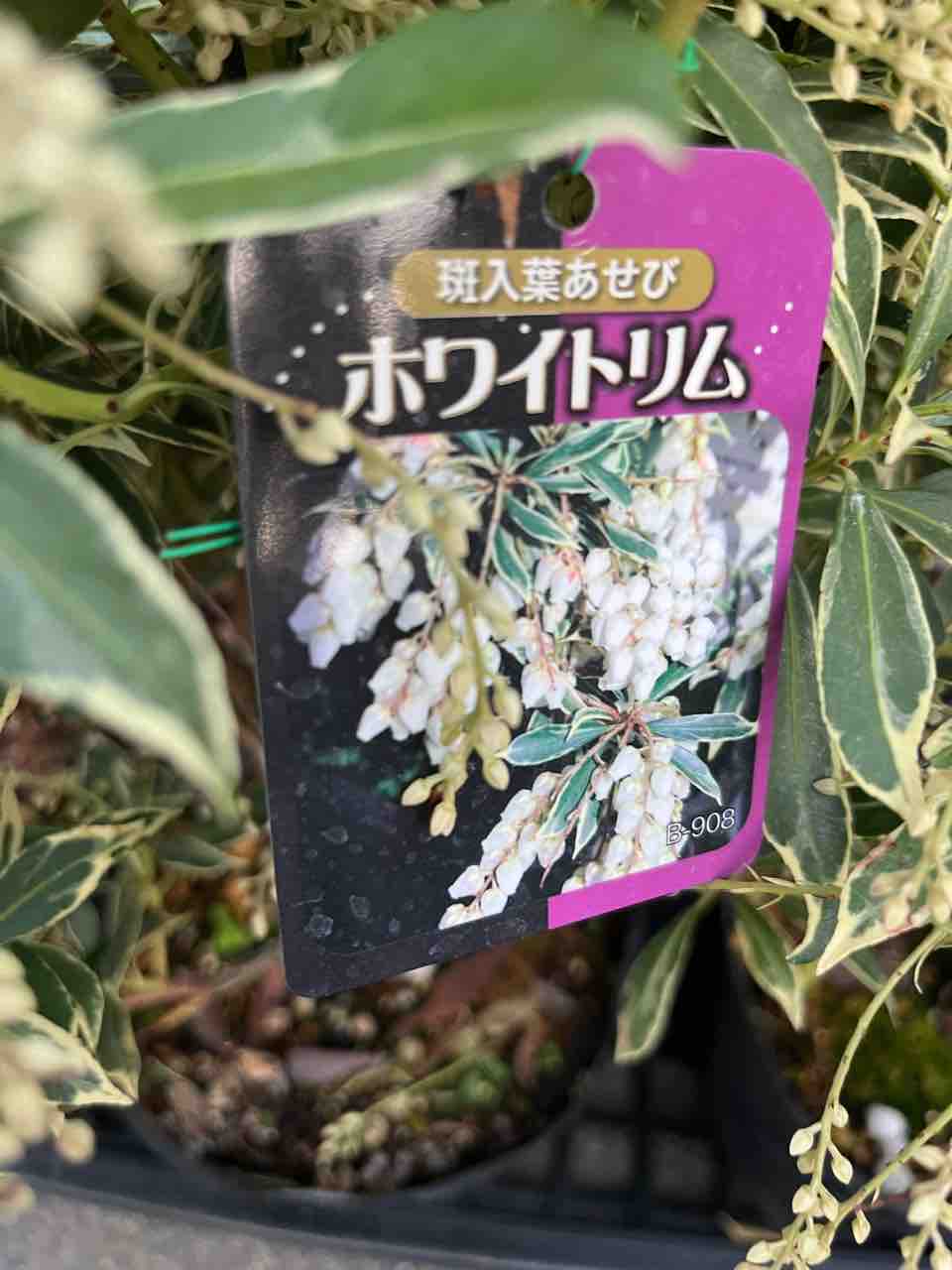 斑入りアセビ【ホワイトリム】入荷 南坊園一宮市 : 南坊園のブログ