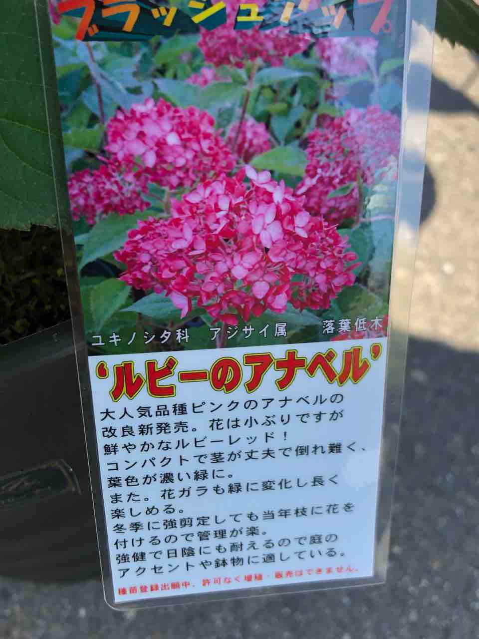 ルビーのアナベル入荷 南坊園一宮市 南坊園のブログ