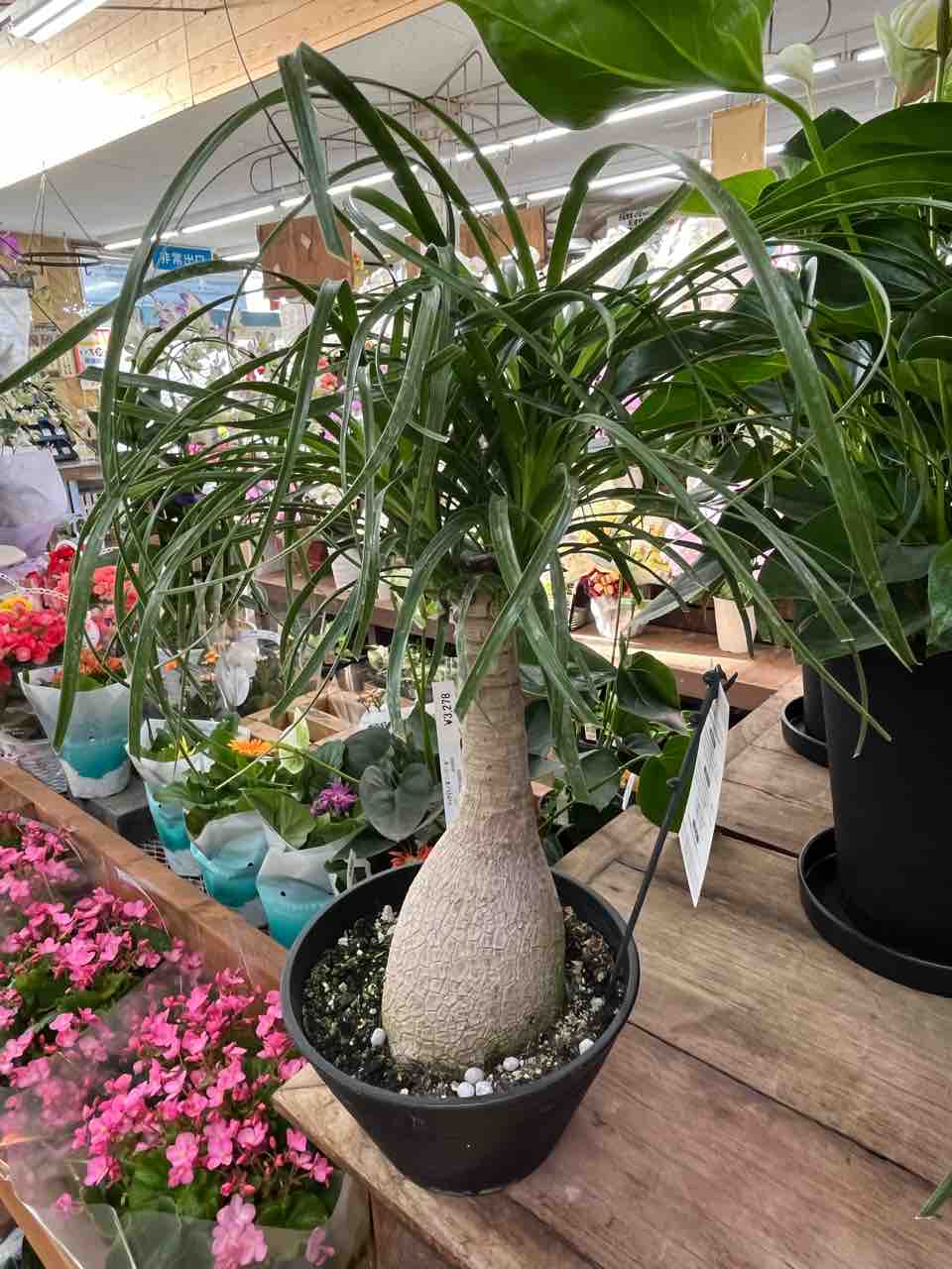 マヤパーム トックリラン ポニーテール入荷 南坊園一宮市 : 南坊園のブログ