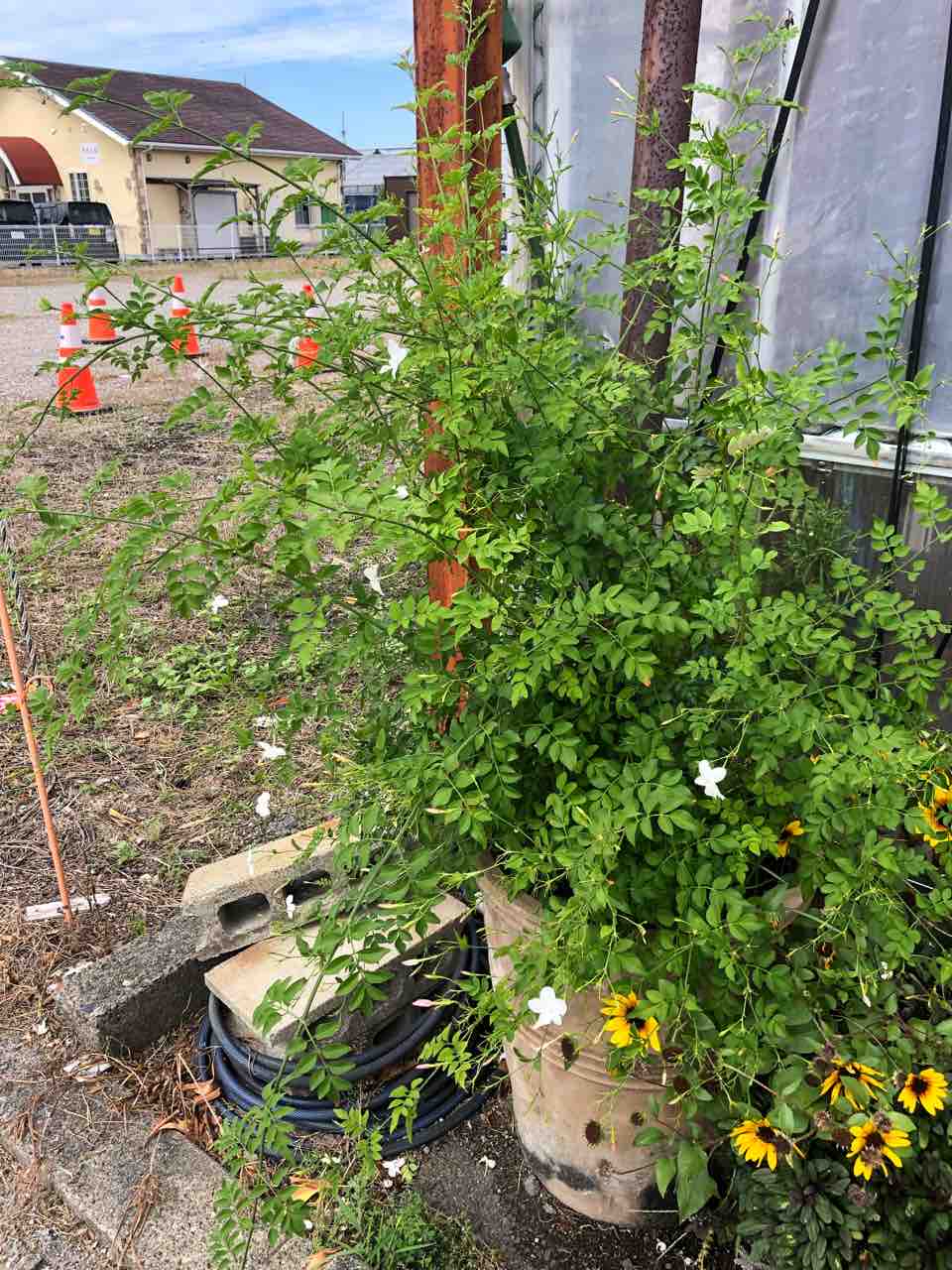 ジャスミンホワイトプリンセス開花 南坊園一宮市 南坊園のブログ