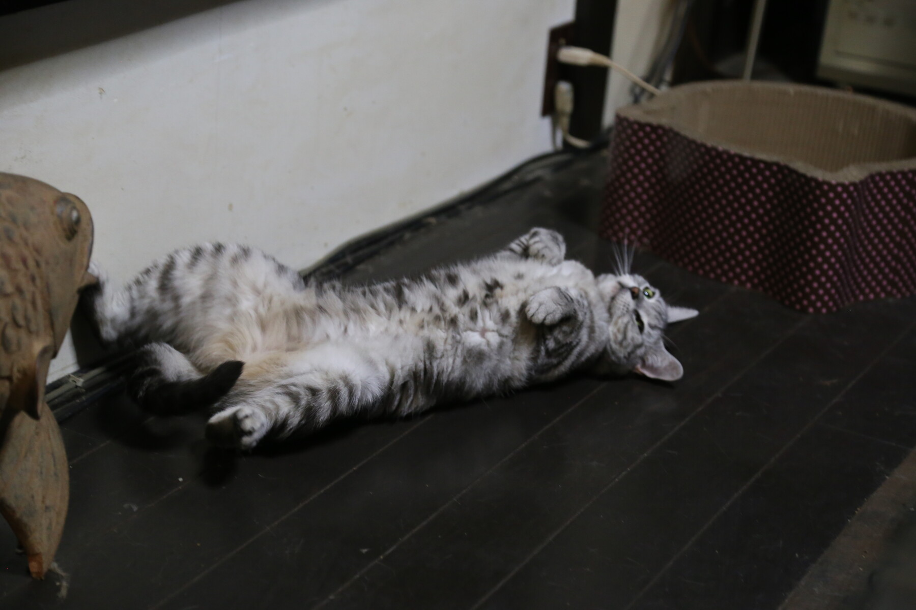 癒し癒される なんちゃって親父とネコと