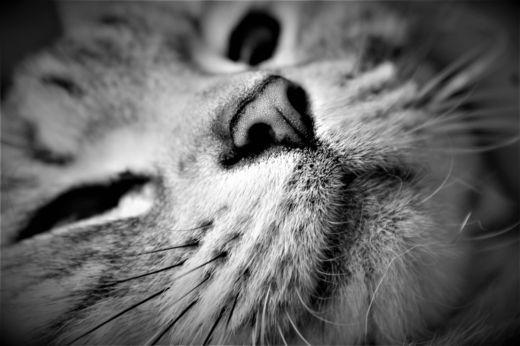 可愛い 美しい なんちゃって親父とネコと