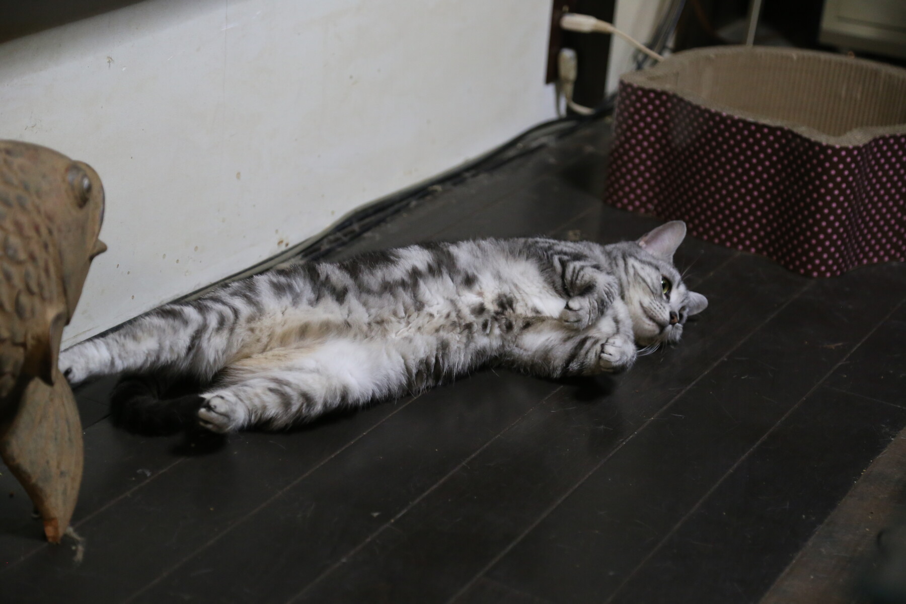 癒し癒される なんちゃって親父とネコと