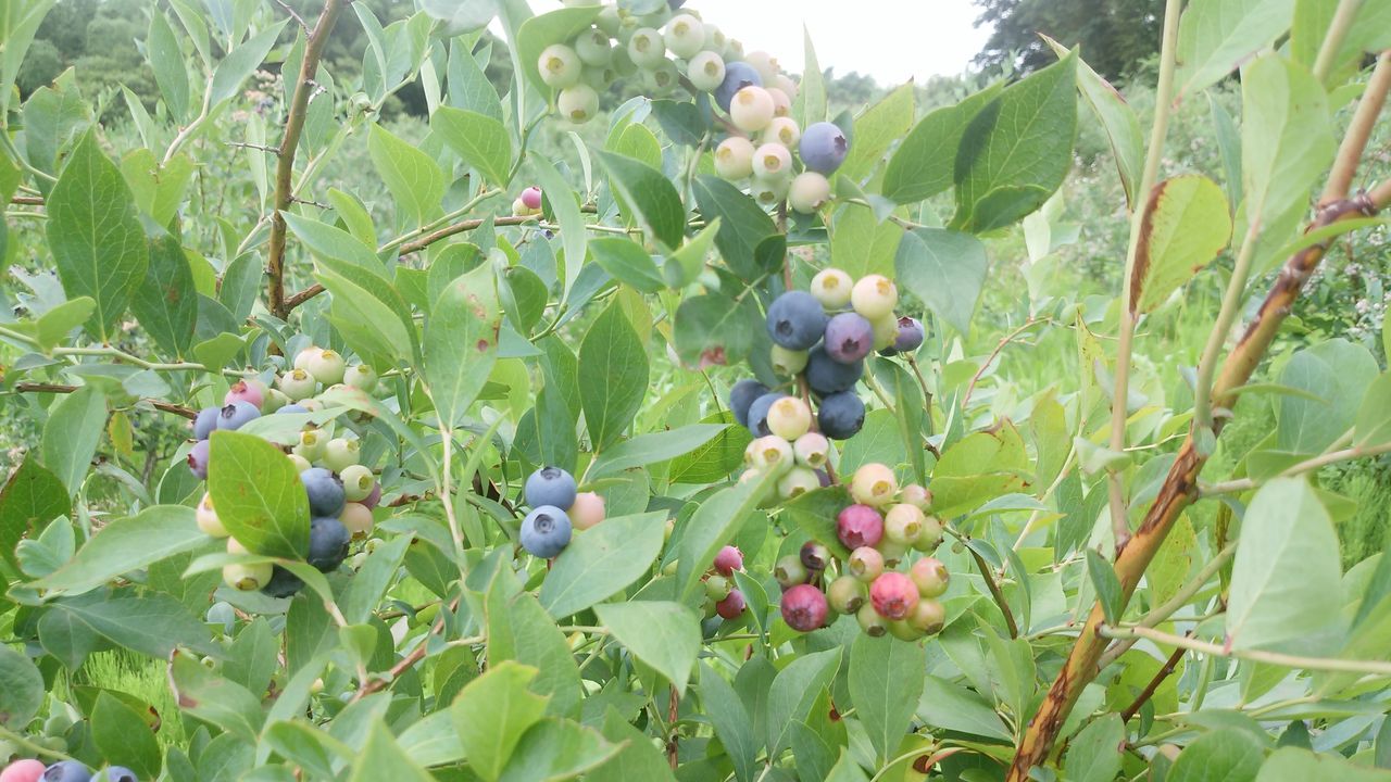 ピンク色のブルーベリー ピンクレモネード 美味しい果物 丘の上のフルーツ農園のblog