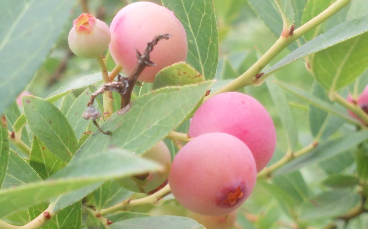 ピンク色のブルーベリー ピンクレモネード 美味しい果物 丘の上のフルーツ農園のblog
