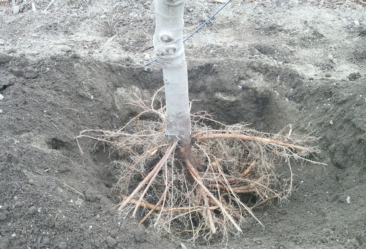 いちじく畑 植え替え 美味しい果物 丘の上のフルーツ農園のblog いちじく畑 植え替え 美味しい果物 丘の上のフルーツ農園のblog