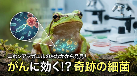 ニホンアマガエルの「おなかの中にいる細菌」から、がんに効くかもしれない細菌が見つかった、という研究が出て話題なのだ。