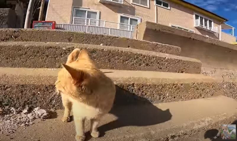 感動猫動画のロケ場所探し なんでも研究所ブログ館