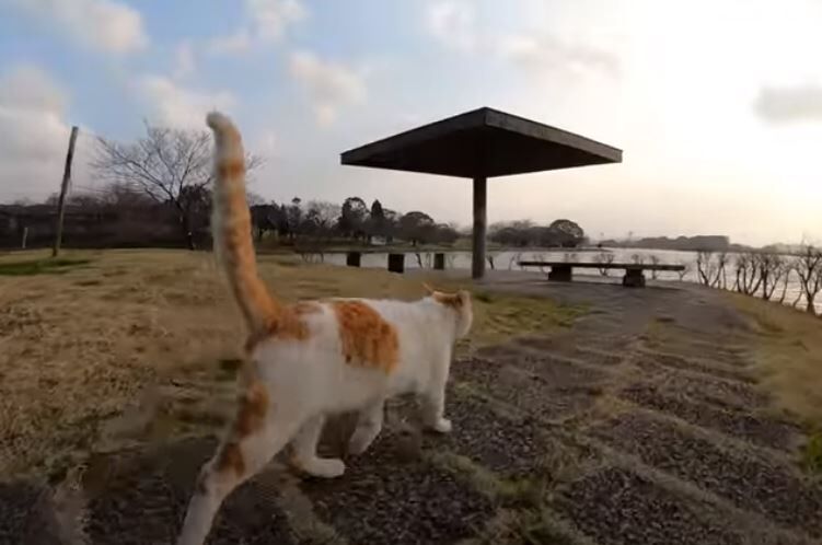 感動猫動画のロケ場所探し なんでも研究所ブログ館