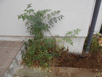 DSCN0567