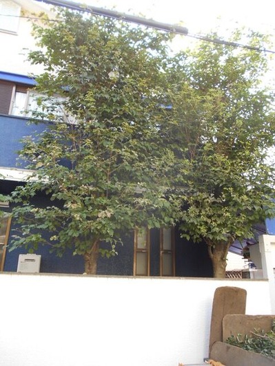 DSCN0609