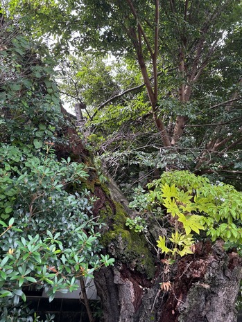 6FD6B3FC-6820-4EA2-AECA-0775DE1AF821