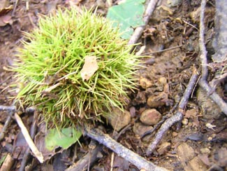 yamaguri