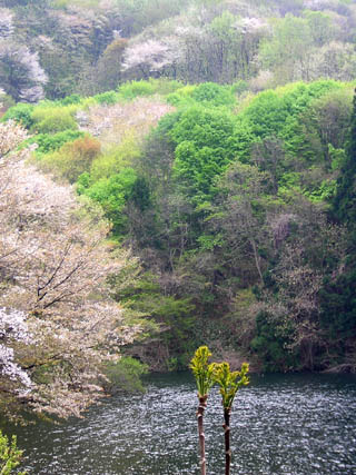 taranome