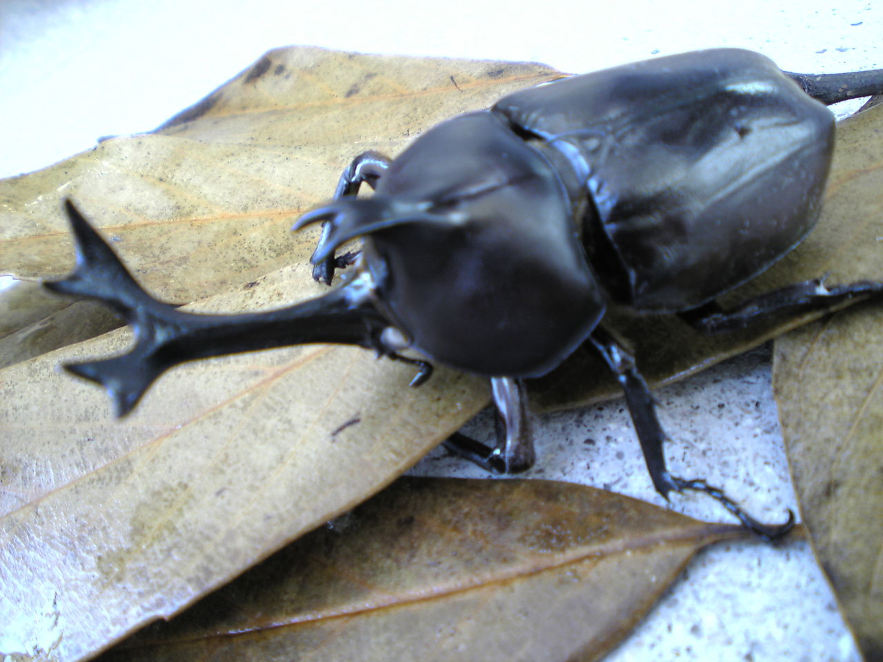 冬だけどカブトムシ 舌好調ブログ 冬だけどカブトムシ 舌好調ブログ