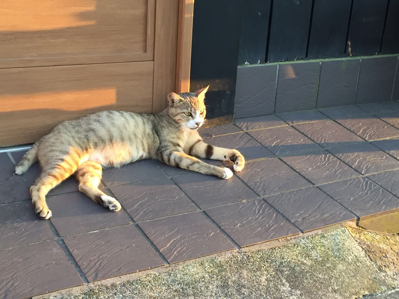 夕陽の中たそがれる猫を発見 ブタクロブタクロblog