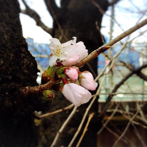 桜1