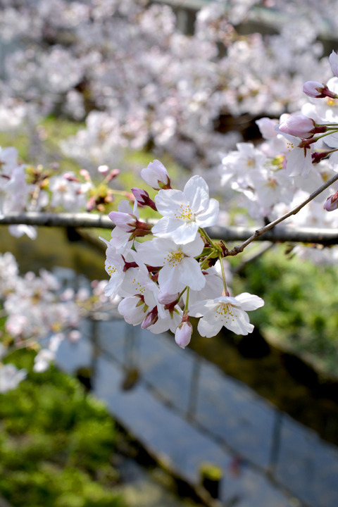sakura2016