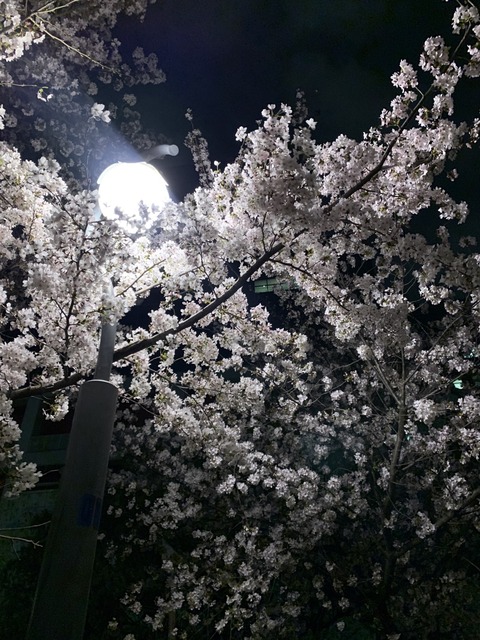 扇町公園で桜が満開 帰り道に夜桜を素通り 大阪市北区 天満 扇町 大阪つーしん 扇町公園で桜が満開 帰り道に夜桜を素通り 大阪市北区 天満 扇町 大阪つーしん