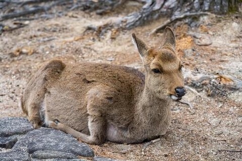 63338130d463786be221926e289eb94e_t