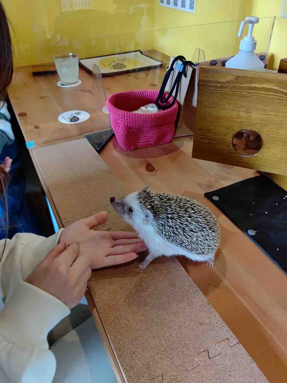 超癒し ハリネズミバー ハリんち で究極の癒し体験 中崎町 大阪つーしん 大阪市の地域情報サイト 超癒し ハリネズミバー ハリんち で究極の癒し体験 中崎町 大阪つーしん 大阪市の地域情報サイト