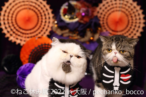 nekoyasumi