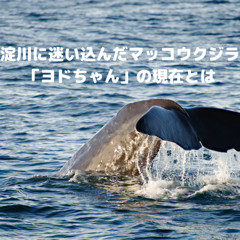 ヨドちゃん
