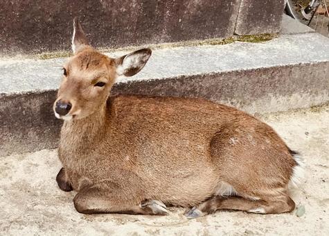 ca13ad77801e6aec050979cca8e4ad34_t