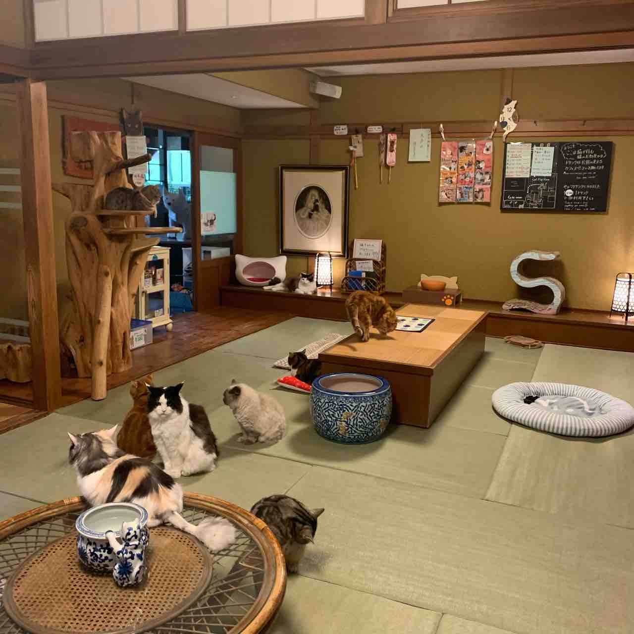 癒し 中崎町の猫カフェ 猫の時間 で日頃の疲れを吹っ飛ばそう 中崎町 猫カフェ 大阪つーしん 大阪市の地域情報サイト 癒し 中崎町の猫カフェ 猫の時間 で日頃の疲れを吹っ飛ばそう 中崎町 猫カフェ 大阪つーしん 大阪市の地域情報サイト