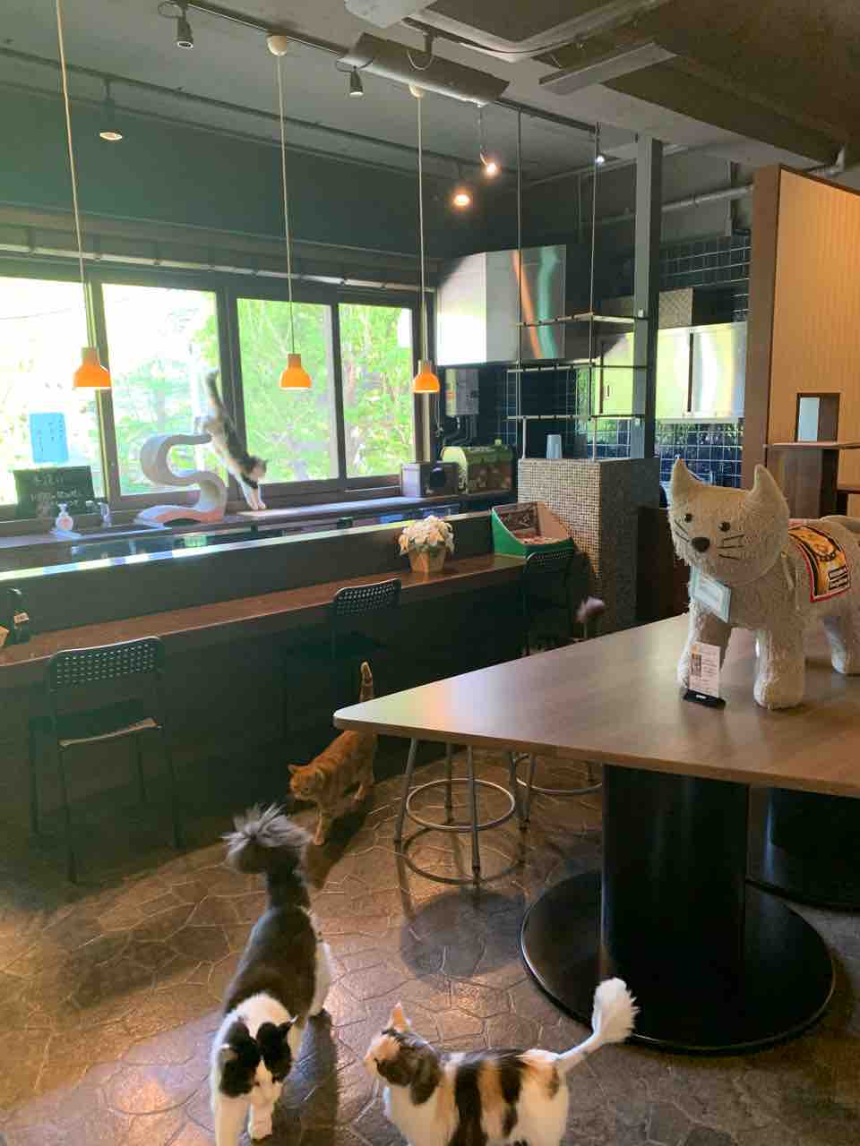癒し 中崎町の猫カフェ 猫の時間 で日頃の疲れを吹っ飛ばそう 中崎町 猫カフェ 大阪つーしん 大阪市の地域情報サイト 癒し 中崎町の猫カフェ 猫の時間 で日頃の疲れを吹っ飛ばそう 中崎町 猫カフェ 大阪つーしん 大阪市の地域情報サイト