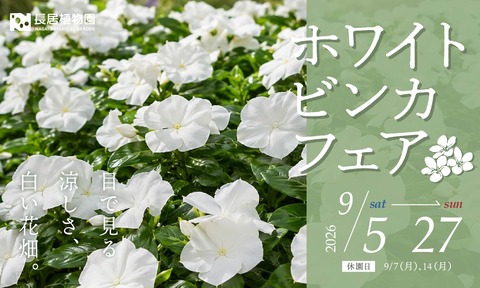 【長居】白い服で花苗がもらえる！長居植物園「ホワイトビンカフェア」が今日から