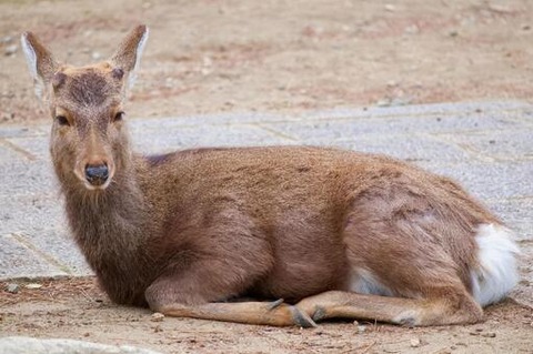 bfa4743032fbfbee4142c71d630142b3_t