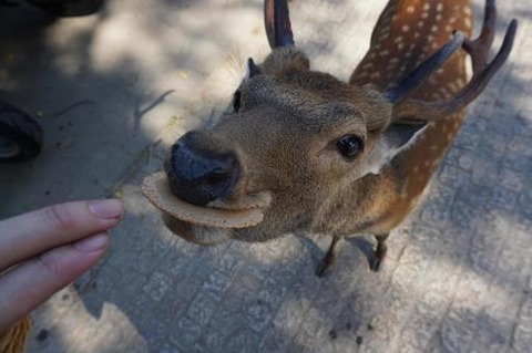 7cee7b635539c4a2dd45b4f48acb70b8_t