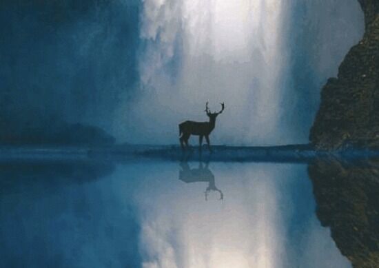画像 かっこいい鹿さんの画像貼る ナニカノサナギ