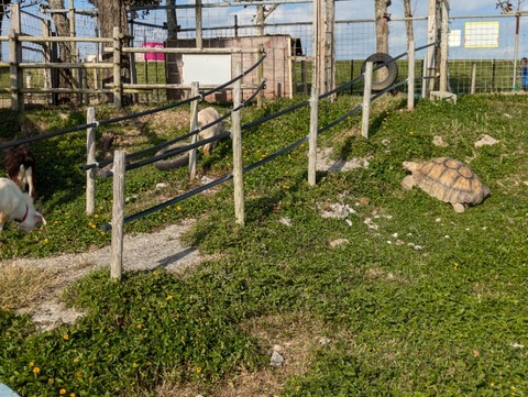 PXL_20241204_061608803