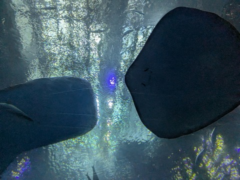 PXL_20241209_044143718