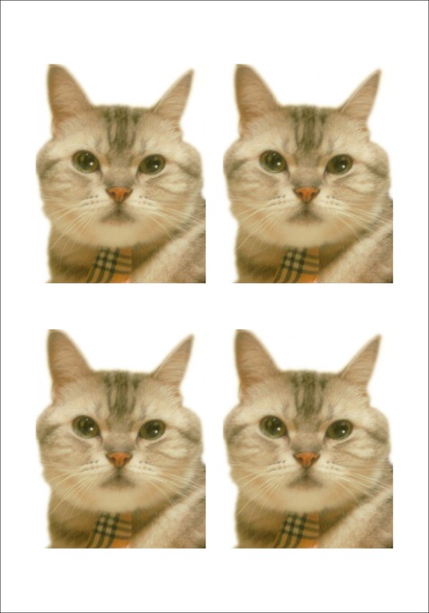 syacho_syoumeisyashin