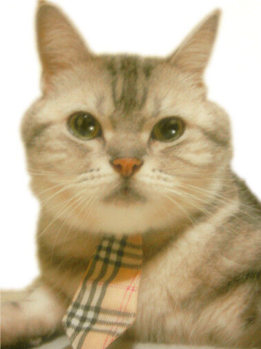 社長証明写真加工用